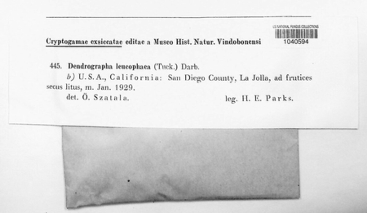 Dendrographa image